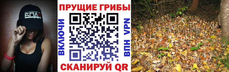 закладки  Тында  Галлюциногенные грибы Cubensis 